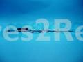 Smeg Spit - 680290050 Rod